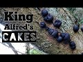 King Alfred's cakes (Daldinia concentrica)