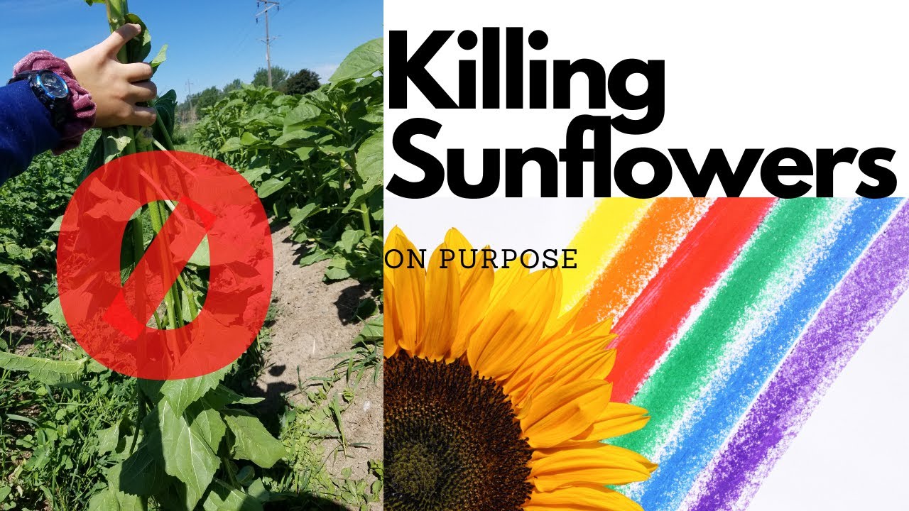 How to Thin Sunflowers at Dirtpatcheaven YouTube