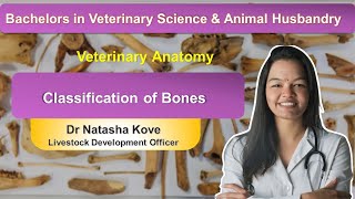 Classification of Bones Veterinary | Veterinary Anatomy Bones Classification Of Bones Veterinary Veterinary First Year
