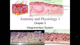 Chapter 5 Integumentary System screenshot 4