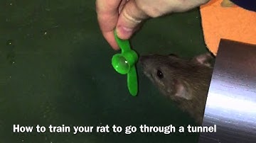 How to Train a Rat to go through a Tunnel