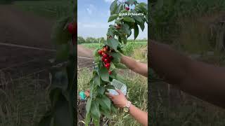 Small cherry tree/Fruit laden trees #shorts #cherrytree #plumtree  #peartree  #countryside #farm