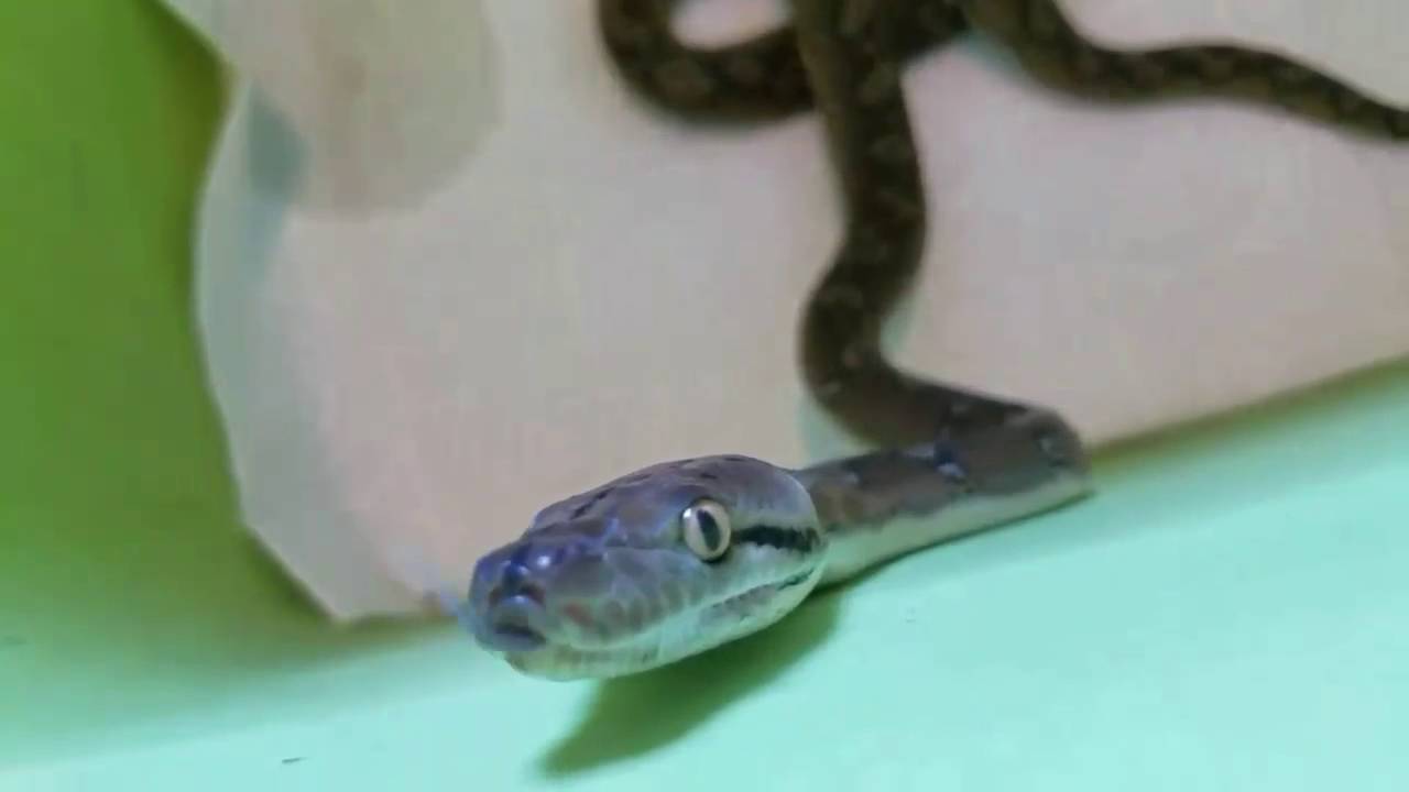 lizard skin grips The Curious Retic