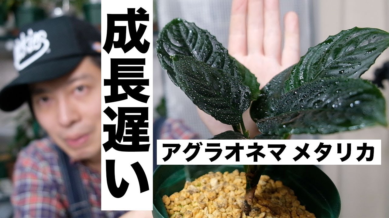 メタリカ（アグラオネマ）はやっぱり成長が遅いですね。。つぼみがつい 