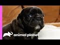 Adventurous French Bulldog Pups Can Get Up To All Sorts Of Mischief! | Too Cute!