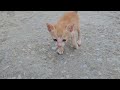 可愛いすぎる子猫 PART 10 || 子猫 1989
