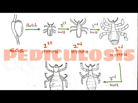 Video: Pediculus Humanus Humanus, Capitis, Rporis: Appearance And Structure
