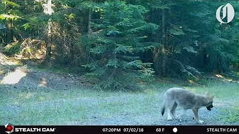 OR-7's pups spotted on trail cam