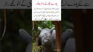 The Rare Malayan Tapir Nature Gaintle Gaint #nature #wildlife #funfacts #animals #rareAnimals