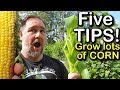 5 Tips How to Grow a Ton of Sweetcorn in One Raised Garden Bed or Container