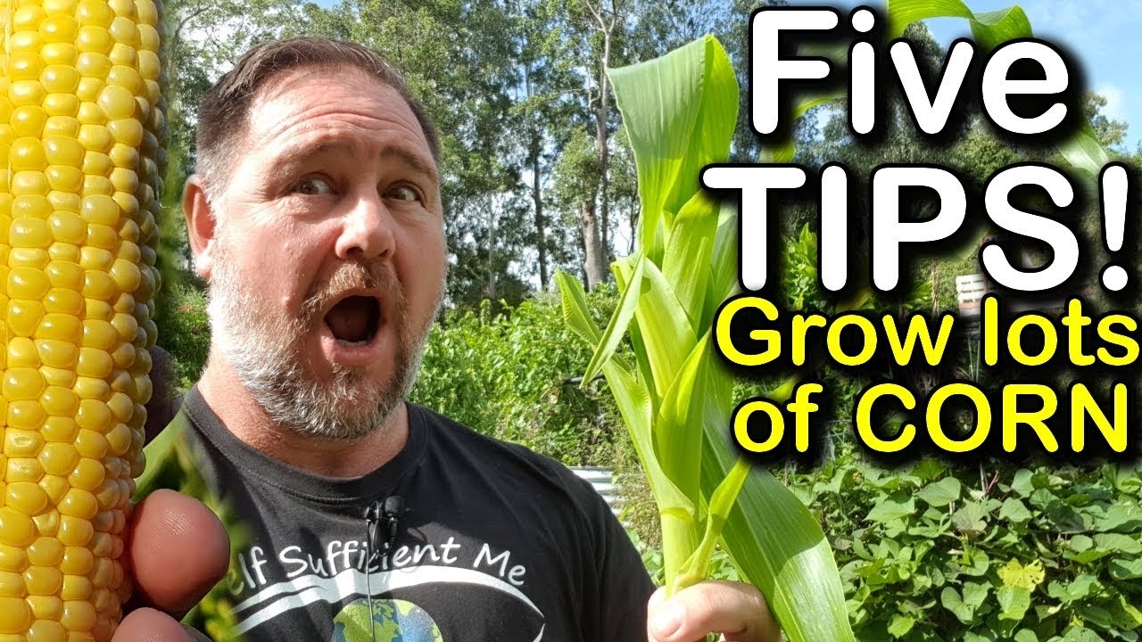 5 Tips How To Grow A Ton Of Sweetcorn In One Raised Garden Bed Or