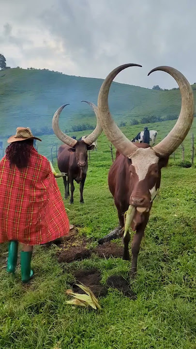 Inka ziwacu #africa #visitrwanda #travel