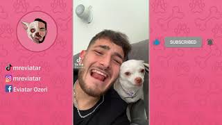 Mreviatar Tiktok - Niki The Angry Chihuahua Dog Part 4