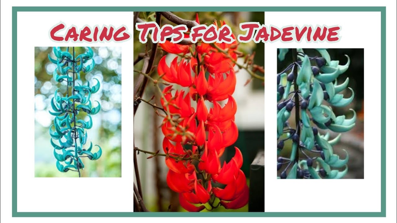 Caring Tips for Jade vine care Tips YouTube