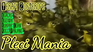 Terapi Pleci Segala Kondisi Bikin Gacor!!!