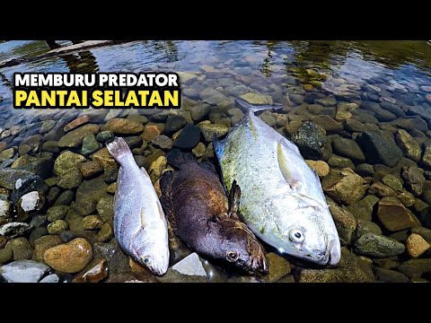 Hunting South Coast Predators and Cooking Directly in an Unusual Way