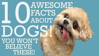 10 amazing facts about dogs