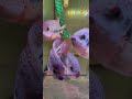 Вьеха хартвьеги. Жду первый нерест. Молодые, но уже набрали цвет.