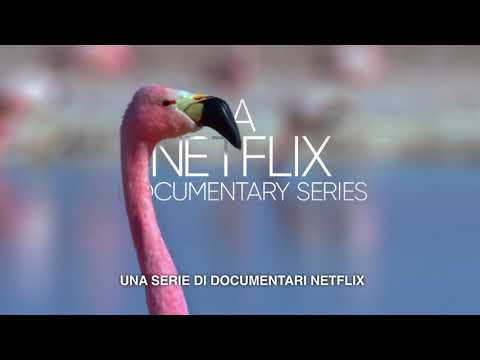 David Attenborough: la vita a colori Trailer Italiano Netflix