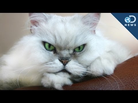 Videó: Miért tartja a macskák gondoskodását