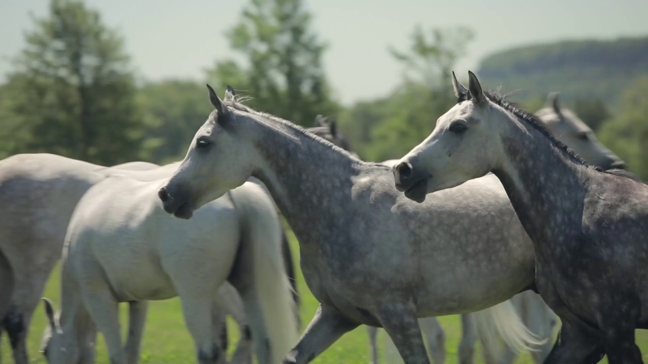 Horse Vacation in Mississauga, Ontario