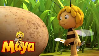 Follow That Egg  - Maya the Bee - Episode 56