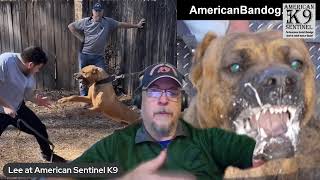 Protection Dog Series: "Passive Attack" - Developing the protective K9 mindset
