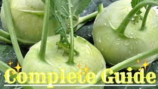 How to grow kohlrabi from seed