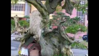 cay canh festival ninhbinh- boi thanhvan62.flv