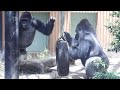 怒った父に追いかけられた直後、仕返しに毛布を投げつけるゲンタロウ⭐️ゴリラGorilla【京都市動物園】Gentaro throws a blanket at dad in retaliation