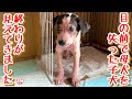 【子犬 保護犬 子猫】 目の前で母犬を失ったボロボロの子犬 疥癬の治療ももうすぐ終わるかな♪ & 嬉しいお知らせ盛りだくさん!