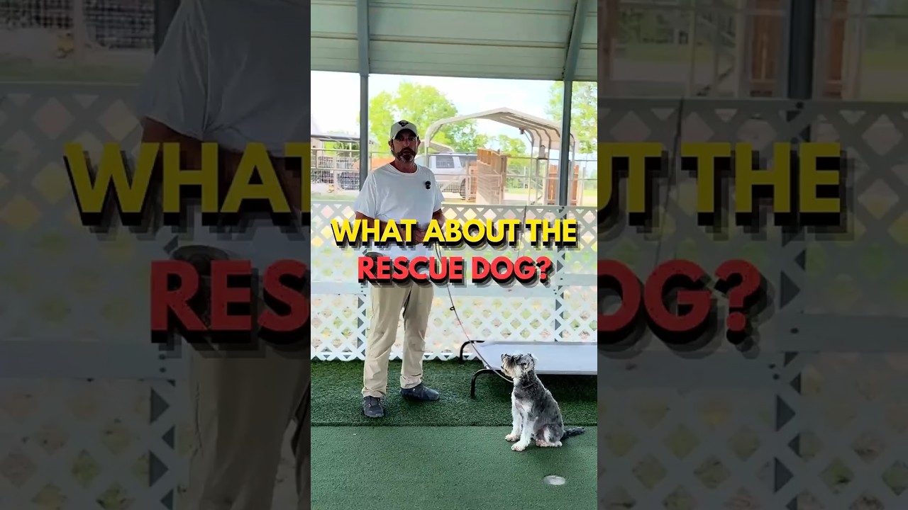 Top Tips for Rescue Dogs: Small Shifts in Routine for Big Behavior Changes