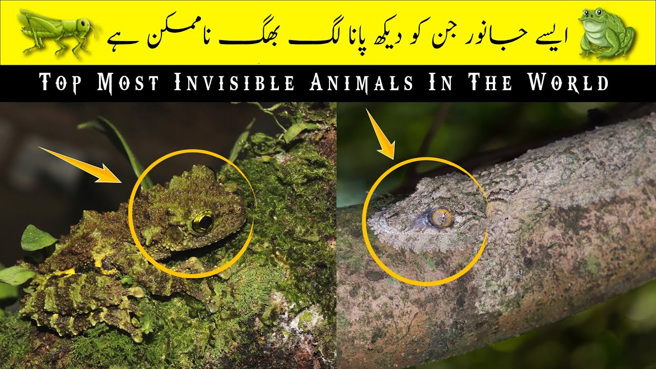 Top Most Invisible Animals In The World |Top Seven| #top #hindi #viral ...