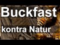 Buckfastbiene zerstrt naturbienen das solltest du wissen