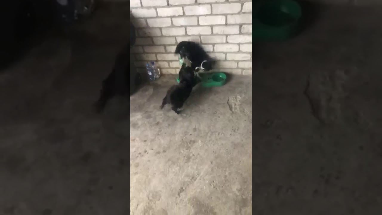 Хабиб против Конора UFC2020