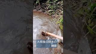 大雨で排水に草が詰まってました💦#shorts