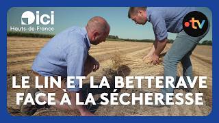 Farmers facing drought: examples with flax and sugar beet
