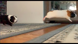Slow motion of guinea pigs running and jumping