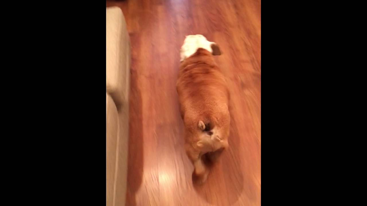 Gerald the Bulldog steals food from the table. camera iphone 8 plus apk