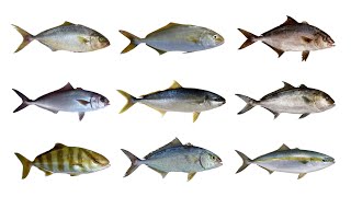 9 Species of Amberjacks | Genus: Seriola by BalyanakTV 5,572 views 8 months ago 1 minute, 51 seconds