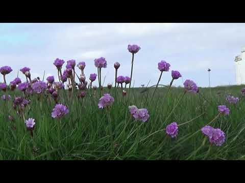 Video: City streets and countryside expanse in warm watercolors by a Croatian artist