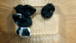 Хомячки Кэмпбелла