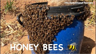 WE CAUGHT HONEY BEES 🐝 🍯 | Starting a Bee Farm in Hargeisa Somaliland 2023