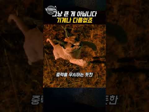 귀로 새를 잡는 고양이가 있습니다 thumbnail