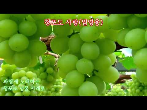 청포도 사랑(임영웅 - 가사자막)