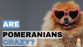 Cute & Quirky: Weird and Crazy Pomeranian Behaviors Explained