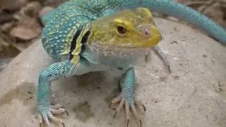 Collared Lizard Rescue!