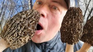 Таких Сморчков вы не видели! СМОРЧКИ - ГИГАНТЫ - грибалка в разгаре!