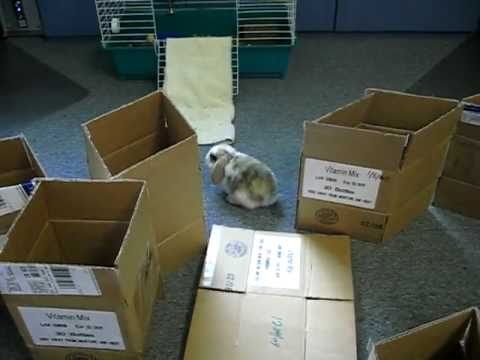 racer bunny obstacle course youtube