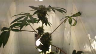 Bubba Kush 14 weeks from seed. Week 7 of flowering.